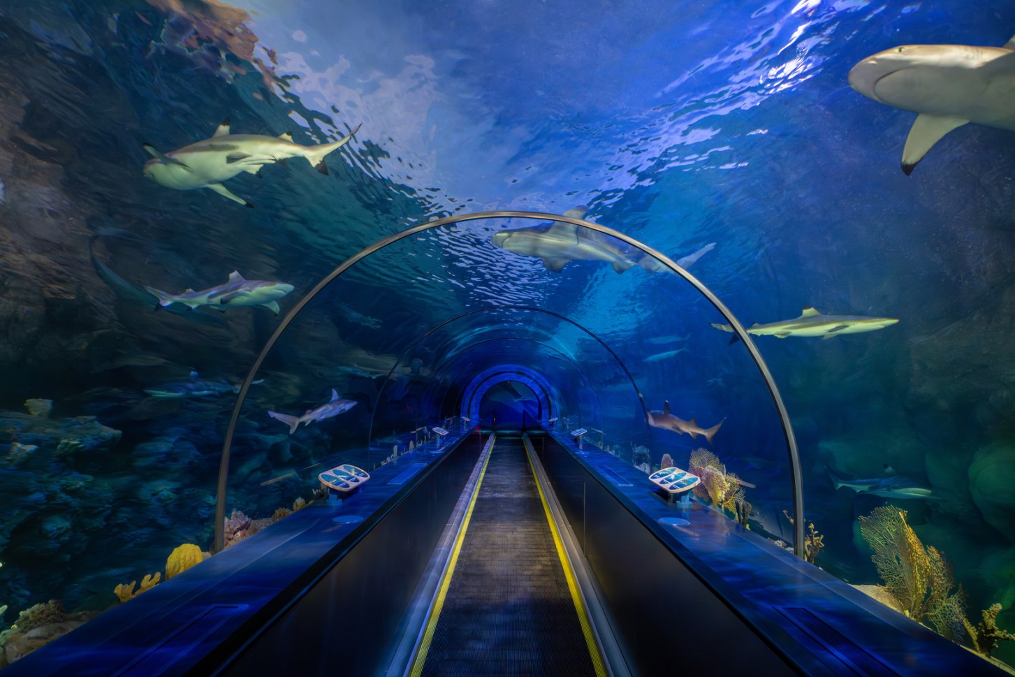 shark encounter