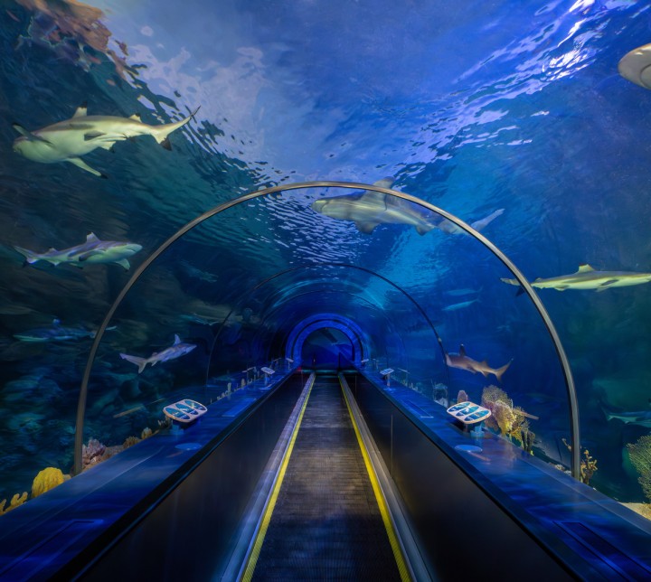 shark encounter